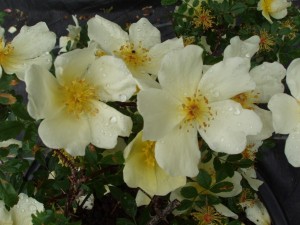 ROSA PRIMULA (Historic) (Species)